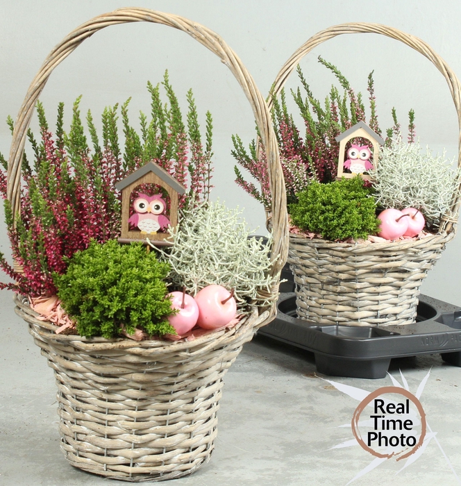<h4>ARR TUINPLANTEN</h4>