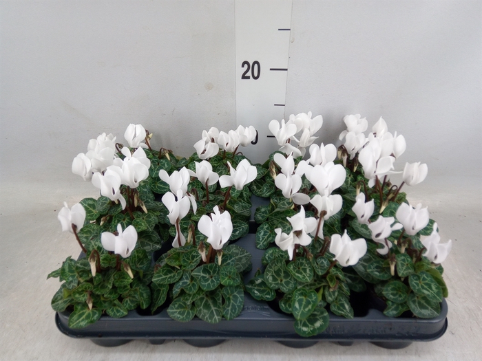 <h4>Cyclamen KL 'Verano'</h4>