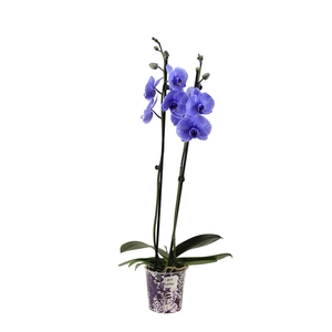 Potcover I Am Purple Phal I Am Purple 2T14+