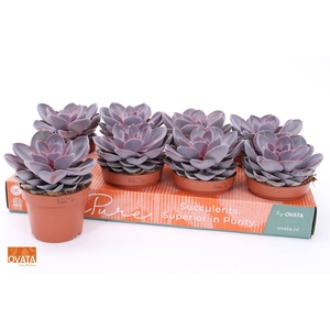 ECHEV PURPLE PEARL