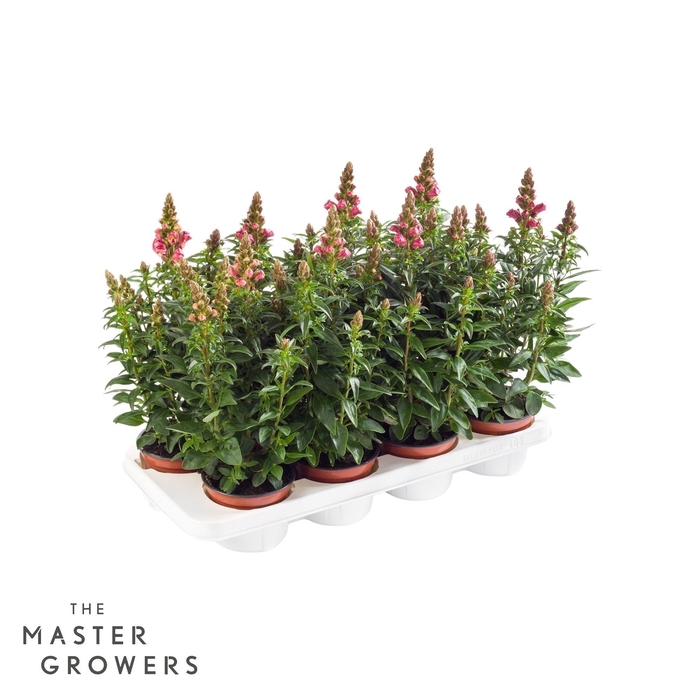 <h4>Antirrhinum Majus oranje</h4>