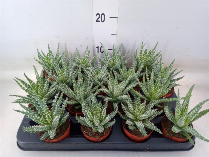 <h4>Aloe humilis</h4>