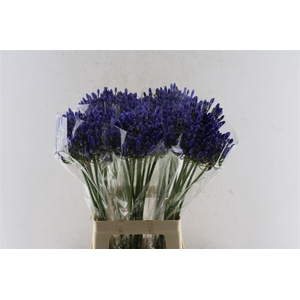Agapanthus Arctic Ocean Blue