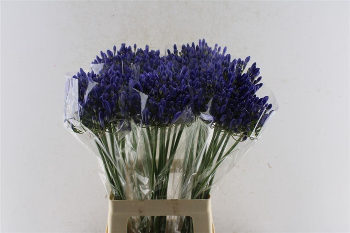 <h4>Agapanthus Arctic Ocean Blue</h4>