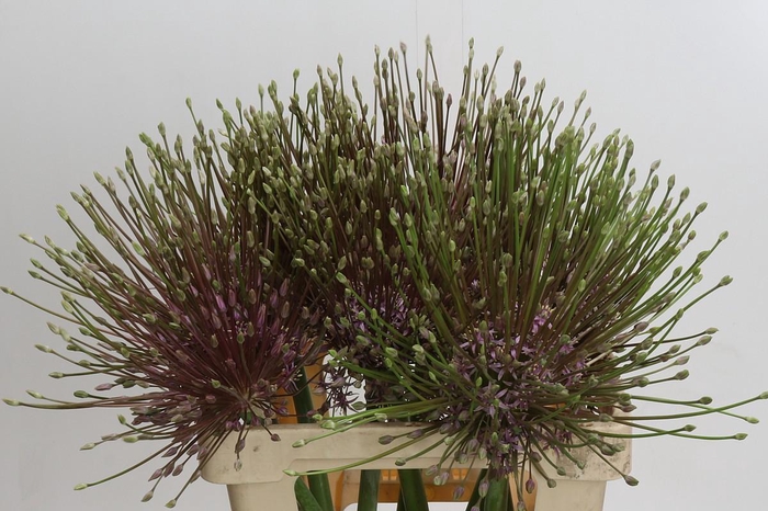 <h4>Allium Schubertii</h4>