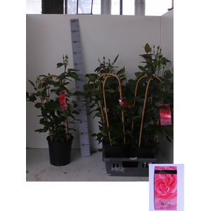 ROSA FL DOLCE SELECT