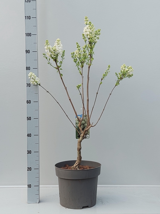 Syri V Mme F Stepman