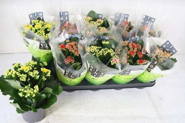 <h4>KAL GE GEM 4 KL</h4>