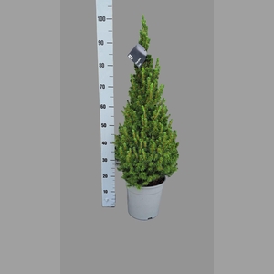 Picea glauca 'Conica'