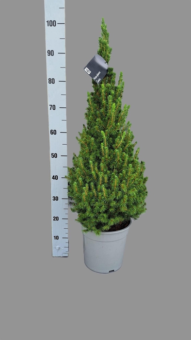 <h4>Picea glauca 'Conica'</h4>