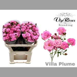 R TR VILLA PLUME