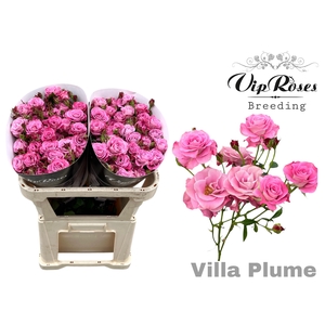 R TR VILLA PLUME