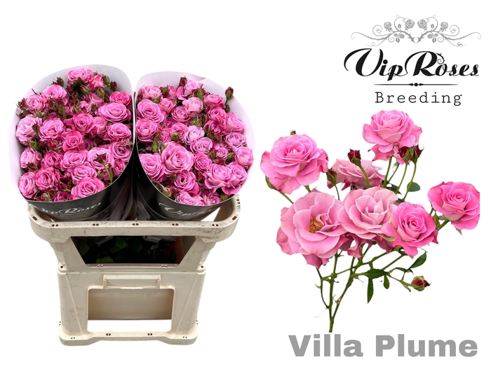 R TR VILLA PLUME