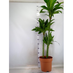 Dracaena frag. 'Janet Craig'