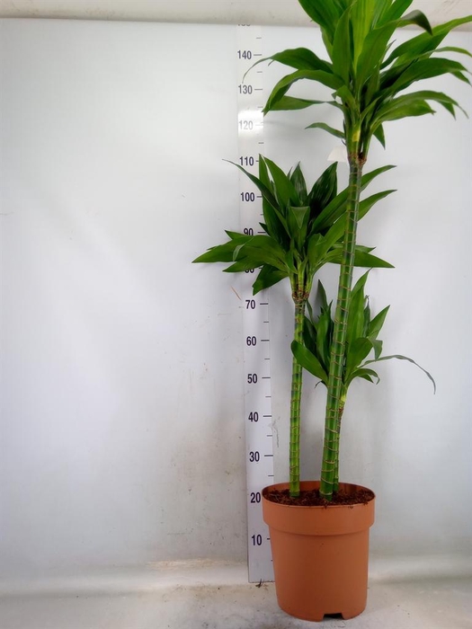 <h4>Dracaena frag. 'Janet Craig'</h4>