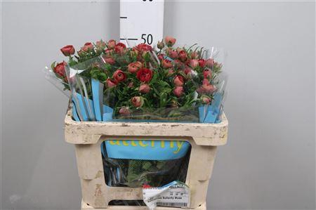 <h4>Ran Butterfly Musa</h4>