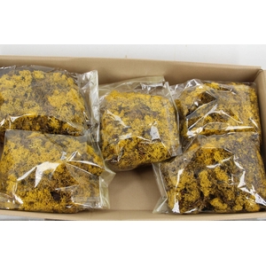 Moss Icelandic 500gr Yellow