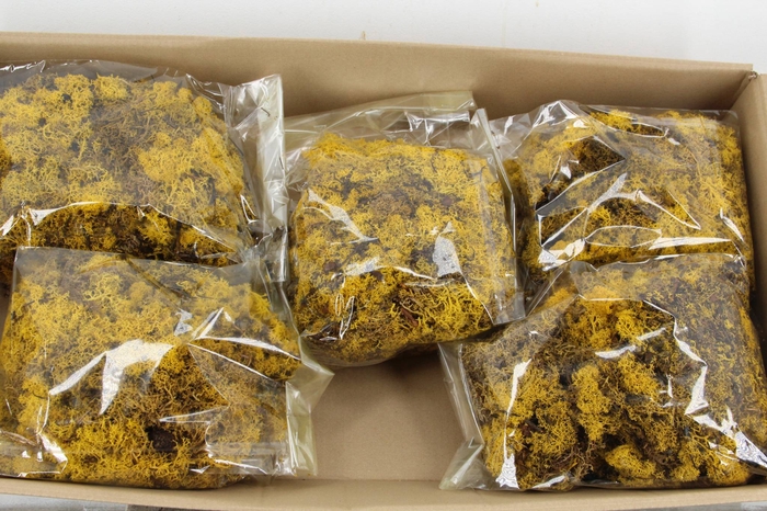 <h4>Moss Icelandic 500gr Yellow</h4>
