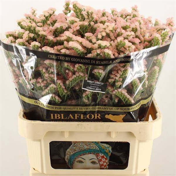 <h4>Statice Sweet Apricot Iblaflor</h4>