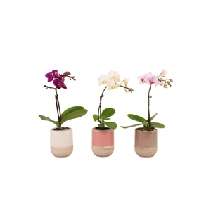 Becca Mix Tiny Dolls Mix 1T7+ Aqu@