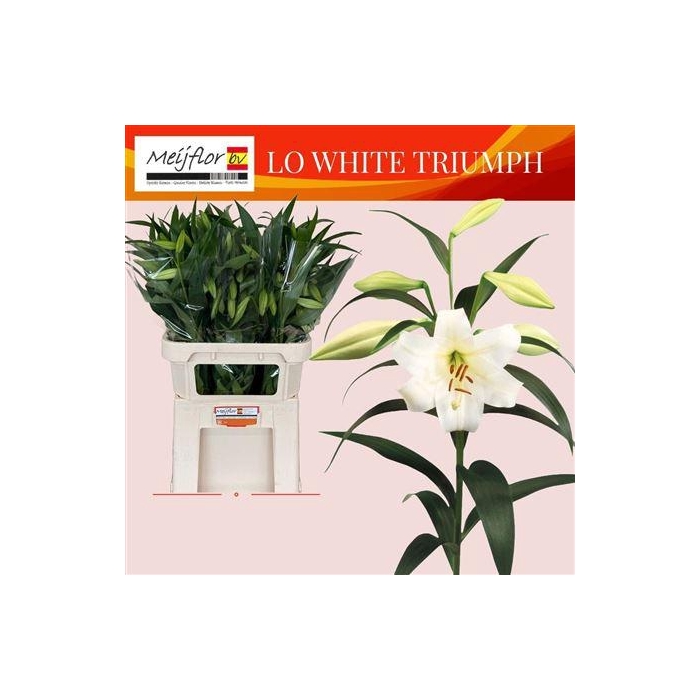 <h4>Li Lo White Triumph</h4>