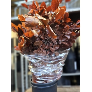 GESTABILISEERD BEUK BURGUNDY