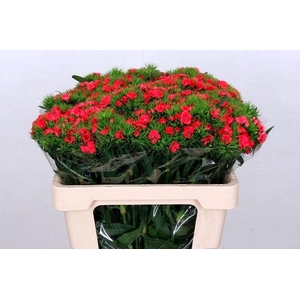 Dianthus Br Am Sweet Will Coral Supra