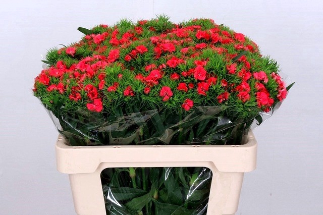 <h4>Dianthus Br Am Sweet Will Coral Supra</h4>