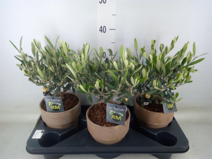 <h4>Olea europaea</h4>