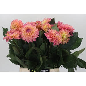 Dahlia Princess Elisabeth