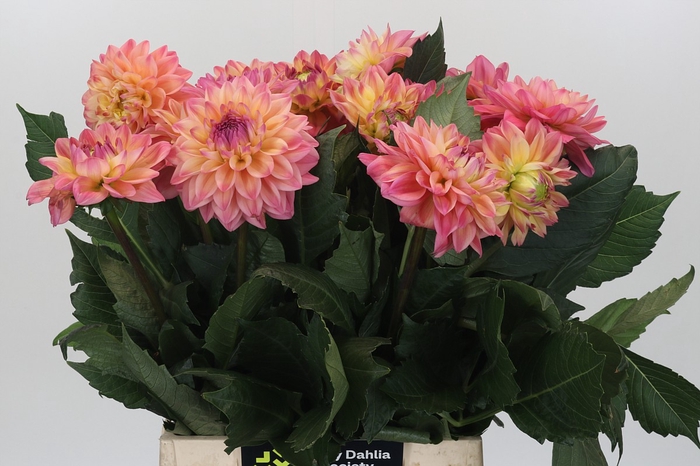 <h4>Dahlia Princess Elisabeth</h4>