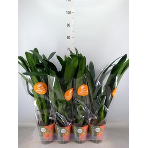 Clivia miniata
