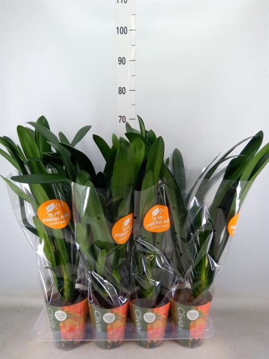 <h4>Clivia miniata</h4>