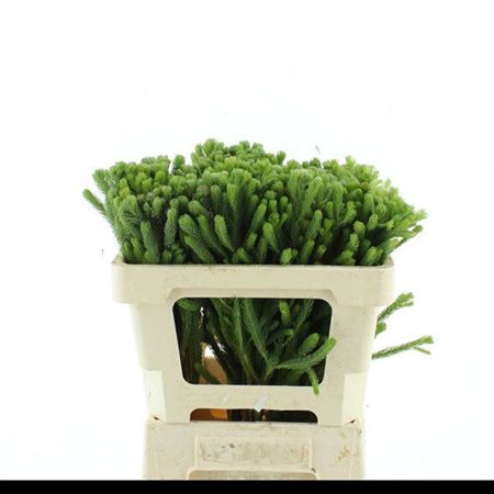 <h4>Kaaps Brunia Albigreen</h4>