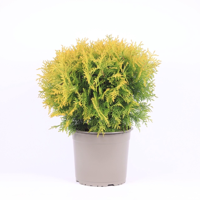 <h4>Thuja Golden Globe</h4>