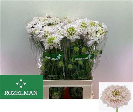 <h4>Scab At F Vanilla Bb Scoop</h4>