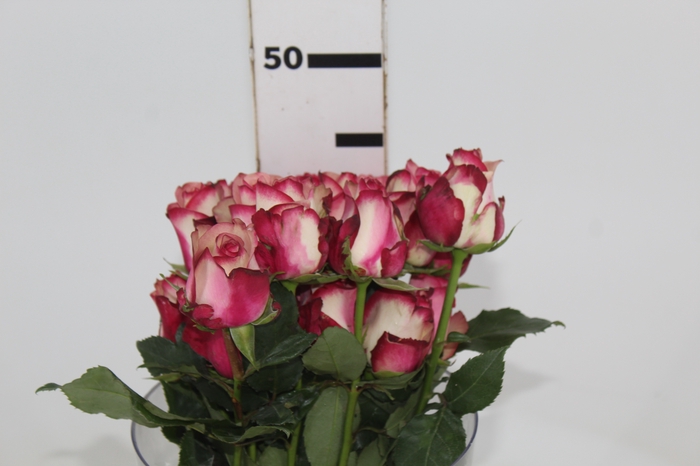 <h4>ROSA PALOMA 040 CM ESTUFA</h4>