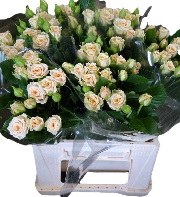 <h4>R Tr Tanja Diepers</h4>