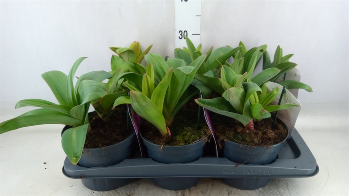 <h4>Allium  'Ostara'</h4>