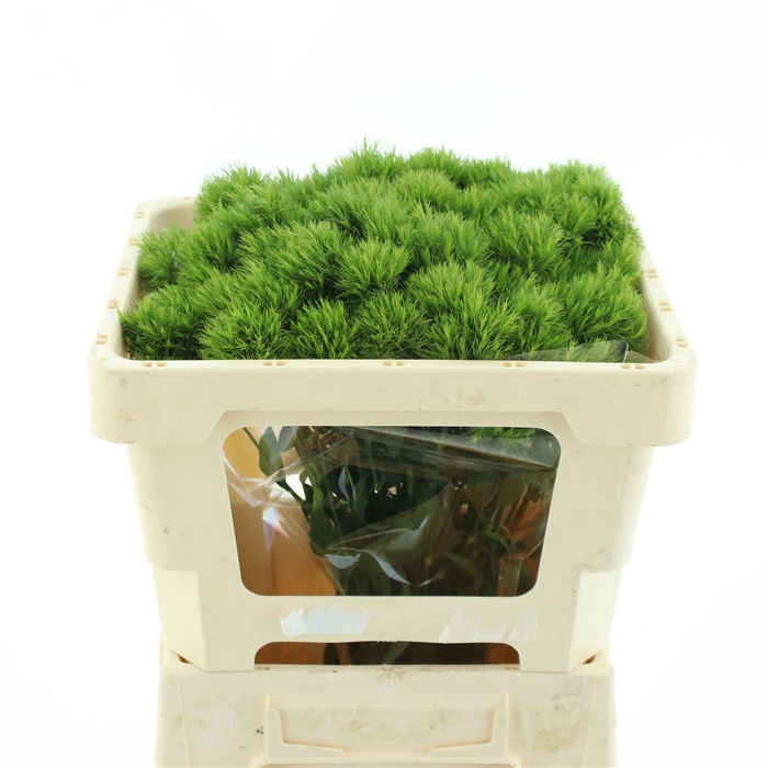 <h4>Di Barb Green Wicky Extra</h4>