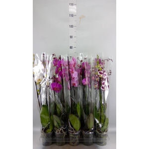 Phalaenopsis   ...mix  5