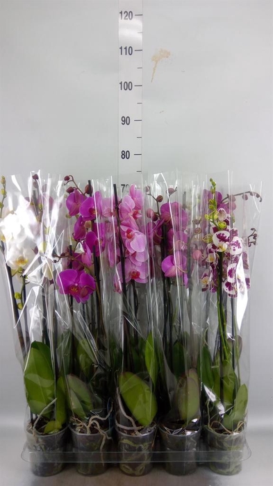 <h4>Phalaenopsis   ...mix  5</h4>