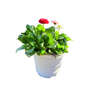 Bellis overig grootbloemig