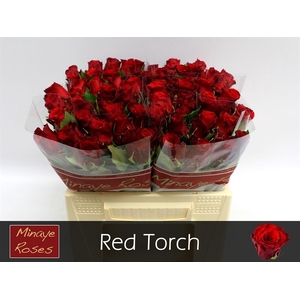 R GR RED TORCH