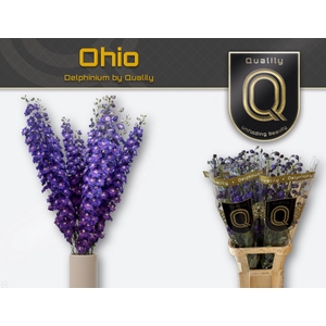 DELPH DU DELP OHIO 110CM X30