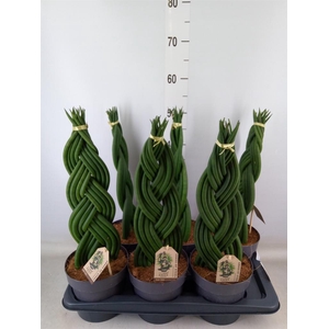 Sansevieria cyl.  ...