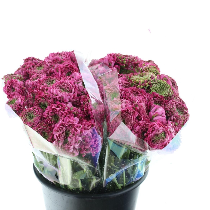 <h4>Ran Ponpon Aladdin Green/cerise Extra</h4>