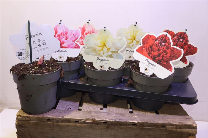 <h4>Paeonia L Gem</h4>