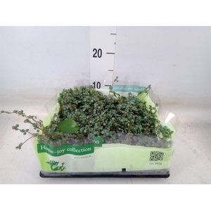 Pilea glaucophylla 'Greyzy'