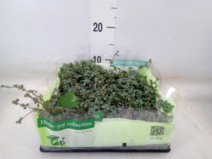 <h4>Pilea glaucophylla 'Greyzy'</h4>